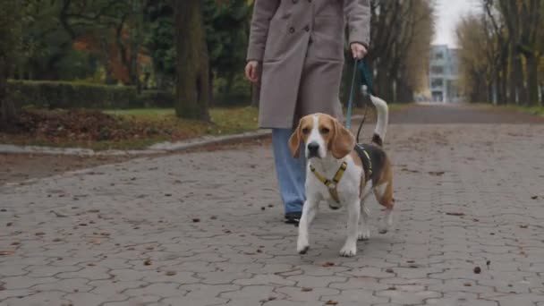 Primer plano de la mujer caminando con su perro beagle con correa — Vídeo de stock