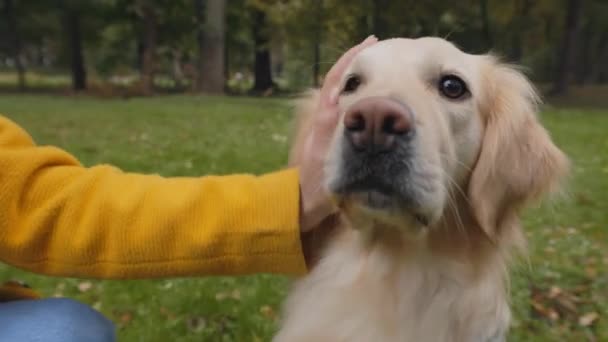 Close up of womans hand cuddling golden french retriever — Stock Video