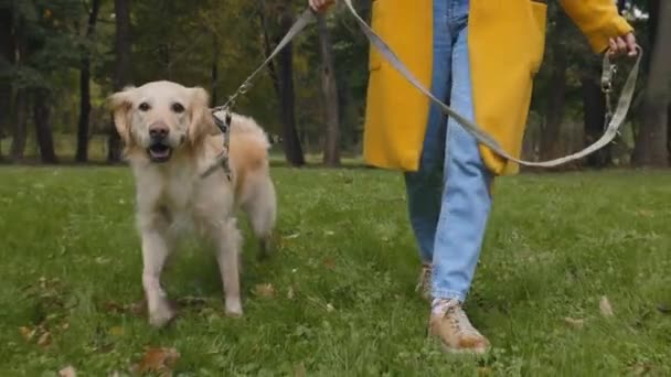 Primer plano de la mujer caminando con el francés retriever en el parque de la ciudad — Vídeo de stock