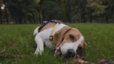 Oyuncu şirin av köpeği çimenlerde tahta sopa çiğniyor.
