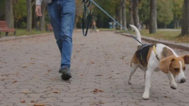 Şehir parkında yürürken köpeğinin tasmasını tutan bir adam.