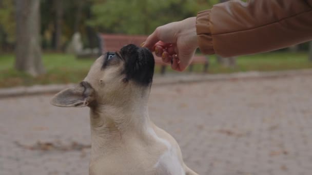 Francés bulldog comer golosinas de la mano de la propietaria femenina — Vídeo de stock
