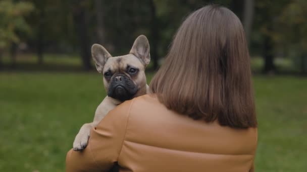 Bulldog francés sentado en las manos de la propietaria femenina — Vídeo de stock