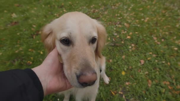 French retriever looking at camera while owner petting him — Stock Video