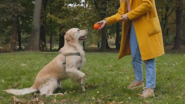 Primer plano de la mujer jugando con su recuperador francés al aire libre — Vídeo de stock