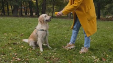 Şehir parkında köpeğiyle oynamak için top oynayan bir kadın.