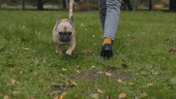 Primer plano de la mujer que usa correa para pasear con el perro en el parque — Vídeo de stock