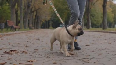 Güzel Fransız bulldog 'u şehir parkında bayan sahibiyle yürüyor.
