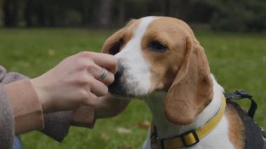 Doğa eğitimi sırasında av köpeğini besleyen bir kadın.