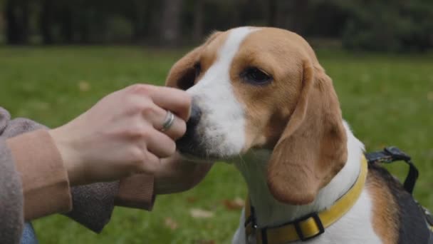 Woman giving feed to beagle dog during training on nature — Stock Video