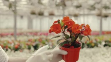 Gardener is holding and spraying red flower. Close look of spraying red flower held by the worker . People and professions concept