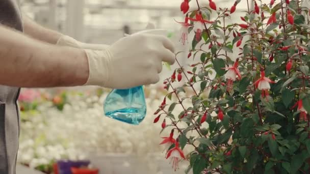 Male Greenhouse Worker Spraying Ornamental Blooming Flowers Wearing Gloves People — Stock videók