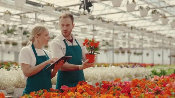 Couple Garden Workers Examine Flower Pot Man Hold Examine Quality — Stockvideo