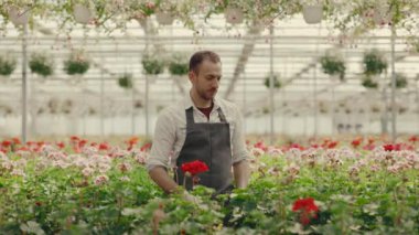 Portrait of the greenhouse gardener looking at the camera. Male florist crossing his arms standing on the greenhouse background. People and professions concept