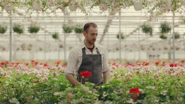 Portrait Greenhouse Gardener Looking Camera Male Florist Crossing His Arms — Stock Video
