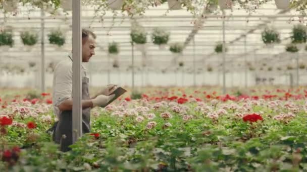 Side View Male Greenhouse Worker Walking Green House Calculating Flowers — Stok video