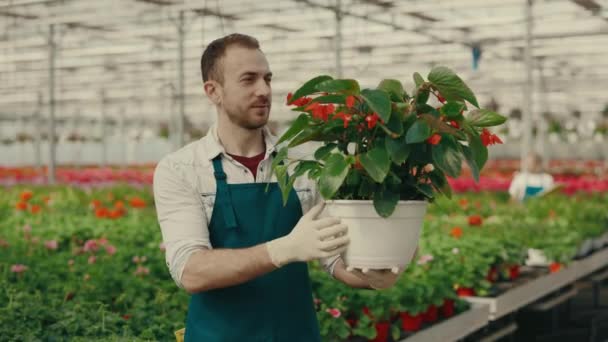 Portret Mężczyzny Ogrodnika Stoi Rzędzie Uśmiechnięty Trzymać Kwiat Kwiaciarni Kwiaciarnia — Wideo stockowe