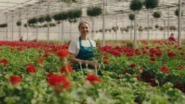Kadın bahçıvan bir çiçek sırasının içinde yürüyor iş günü serada bir çiçek taşıyor ve çiçekleri inceliyor. Halk ve meslek kavramı