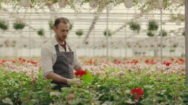 Erkek sera çalışanı, elinde sulama kabı ve çiçekleri tutuyor. Bahçe Merkezi çalışanı bitkilerle ilgileniyor. Halk ve meslek kavramı