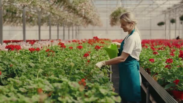 Ogrodnik Podlewa Kwiat Lejkiem Ciągu Dnia Pracy Kobieta Pracująca Szklarni — Wideo stockowe