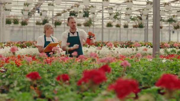 Birkaç Çiçekçi Serada Çiçeklerle Çalışıyor Siparişleri Hazırlıyorlar Bahçe Işçileri Saksıdaki — Stok video