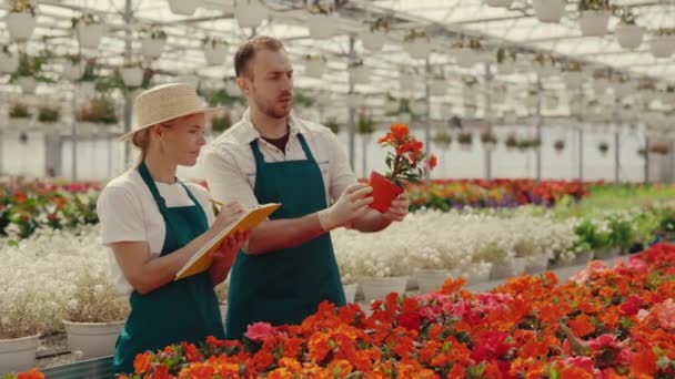 Zahradníci Zkoumají Květinu Květináči Řadě Muž Drží Pozoruje Květinu Žena — Stock video