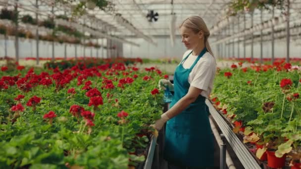 Vrouwelijke Werknemer Sproeit Bloemen Onderzoekt Mooie Jonge Bloemist Die Werkt — Stockvideo
