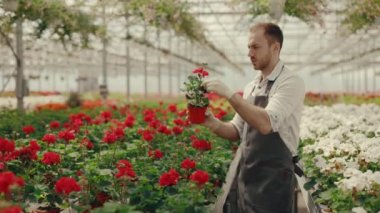 Erkek işçi portakalların içinde duruyor ve onları incelerken yerdeki çiçekleri temizliyor. Sera. Küçük bir iş. Halk ve meslek kavramı