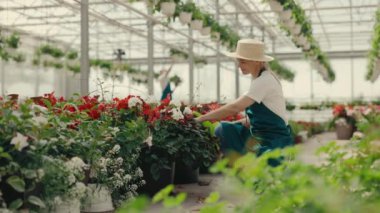 Gülümseyen kadın işçi oturmuş, elinde bir su kovası ve çiçekleri suluyordu. Bahçe merkezi, çiçekçi dükkanı, iş ve meslek konsepti