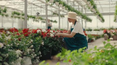 Çiçekçide çiçekleri sulamak için elinde su kabı tutan kadın işçi. Çiçekçi oturuyor ve çiçeklerle ilgileniyor. Bahçe merkezi, çiçekçi dükkanı, iş ve meslek konsepti