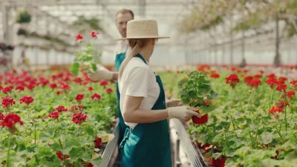 Paret Trädgårdsarbetare Arbetar Rad Med Blommor Trädgårdscenter Blomsteraffär Småföretag Begreppet — Stockvideo