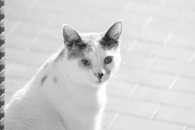 white kitten portrayed in black and white. High quality photo