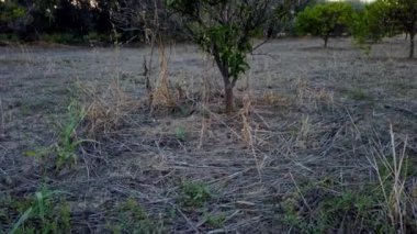 dry soil with dried orange plant. High quality 4k footage