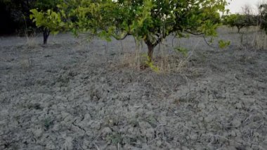 Arid soil with yellowing orange plant. High quality 4k footage