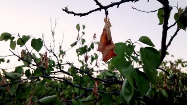 Shot Green Leaves Apricot Tree Dried Leaf Foreground High Quality — Video