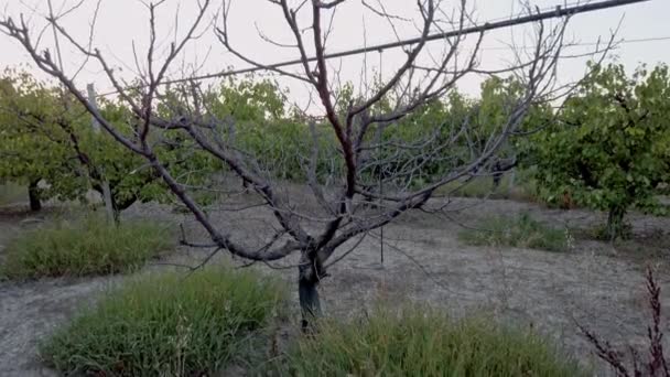 Arid Soil Dried Apricot Plant High Quality Footage — Vídeo de Stock