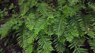 Nehir kenarındaki bir eğreltiotu bitkisinin gerçek zamanlı çekimi. Yüksek kalite 4k görüntü