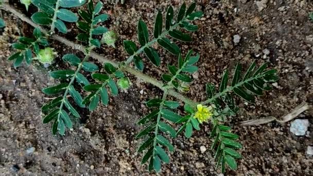 该植物通称为Zygophyllaceae Chota Gokhru Hatheechikar Gokshurak Trikanta Gokshra Bakhra Gokhuri Nerinjil — 图库视频影像