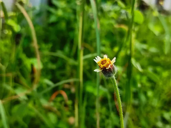 Closeup Shot Kanphuli Medicine Plant Selective Focus Subject Background Blur — Stock Photo, Image