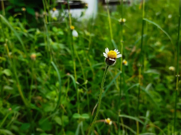 Een Close Shot Van Kanphuli Medicine Plant Selectieve Focus Onderwerp — Stockfoto