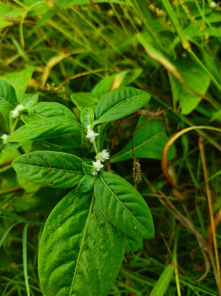 Closeup Shot Stalkless Joyweed Plant Selective Focus Subject Background Blur — Stock Photo, Image