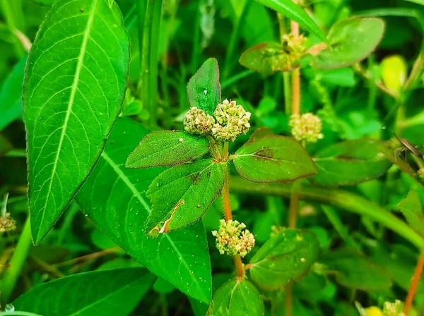 Closeup Shot Dudhi Medicine Plant Selective Focus Subject Background Blur — Stock Photo, Image