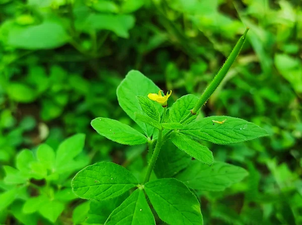 Selektivní Zaměření Bagro Medicine Plán Detailní Záběr Rozostření Pozadí — Stock fotografie