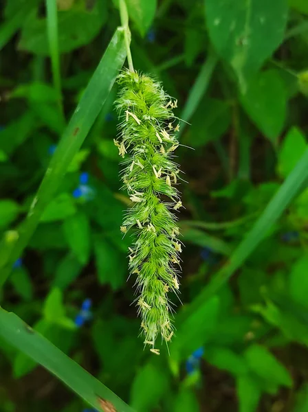 Primo Piano Setaria Glenca Plant Focus Selettivo Sfocatura Sfondo — Foto Stock