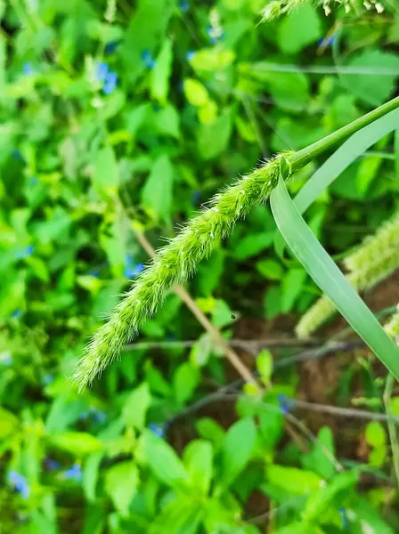 Sebuah Closeup Shot Setaria Glenca Plant Fokus Selektif Pemburaman Latar — Stok Foto