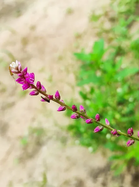 Selective Focus Chanchali Medicine Plant Inglés Primer Plano Plano Fondo —  Fotos de Stock