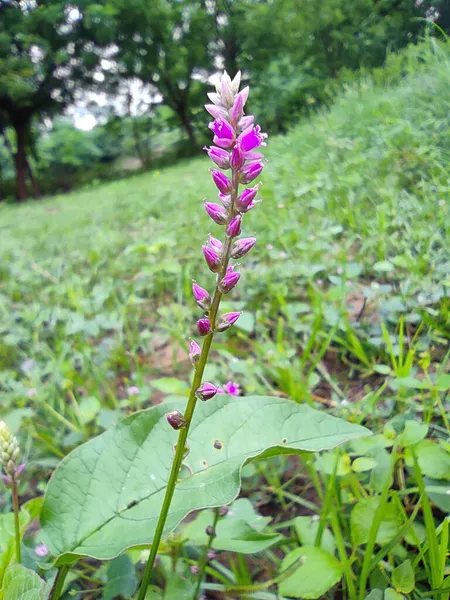 Selektivní Zaměření Chanchali Medicine Plant Detailní Záběr Rozostření Pozadí — Stock fotografie