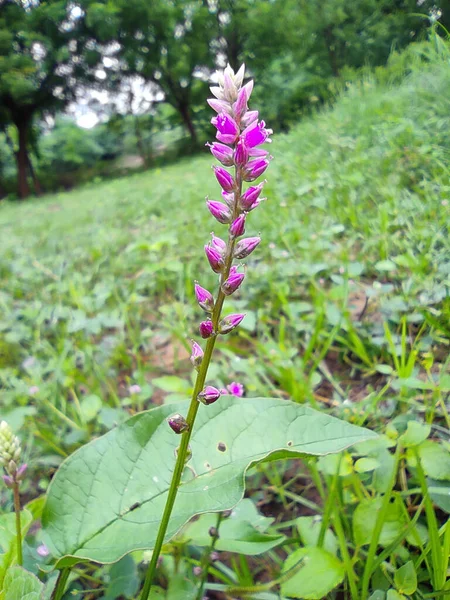 Selective Focus Chanchali Medicine Plant Inglés Primer Plano Plano Fondo —  Fotos de Stock