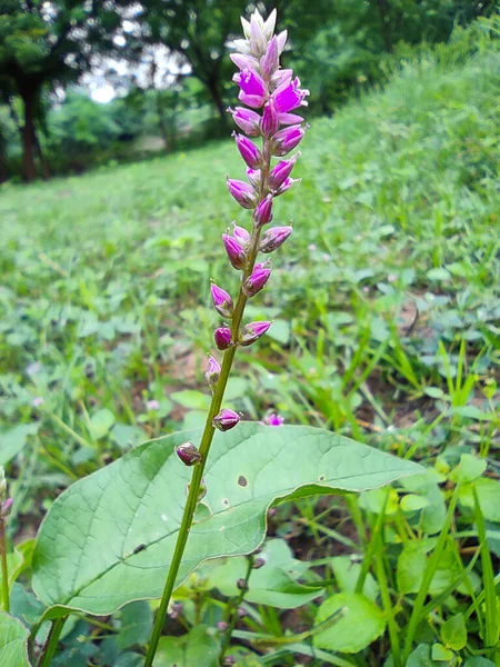 Selective Focus Chanchali Medicine Plant Inglés Primer Plano Plano Fondo —  Fotos de Stock