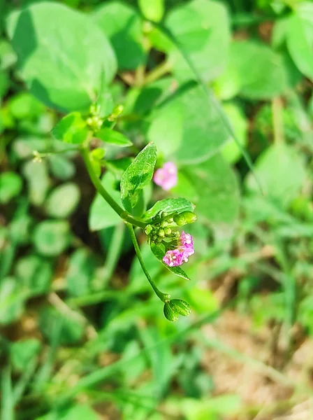 Selektivní Zaměření Punarnava Medicine Plant Detailní Záběr Rozostření Pozadí — Stock fotografie